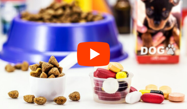 16 Best Joint Supplements for Dogs