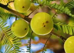 Amla (Indian Gooseberry) - Mitolyn