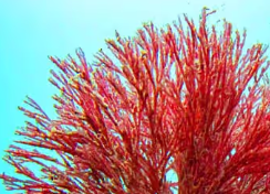 Haematococcus Pluvialis - Mitolyn