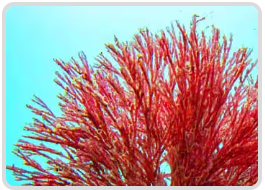 Mitolyn Haematococcus