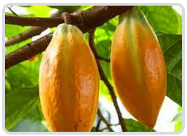 Mitolyn Theobroma Cacao