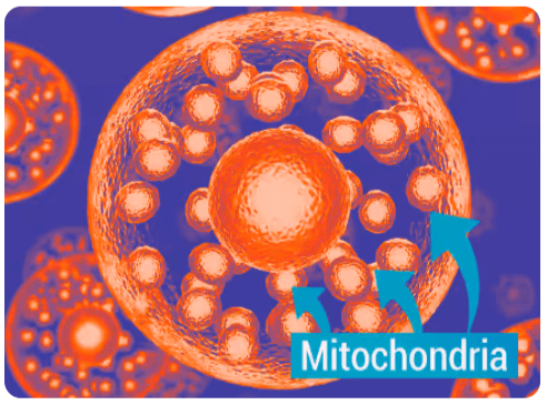 Mitolyn mitochondria