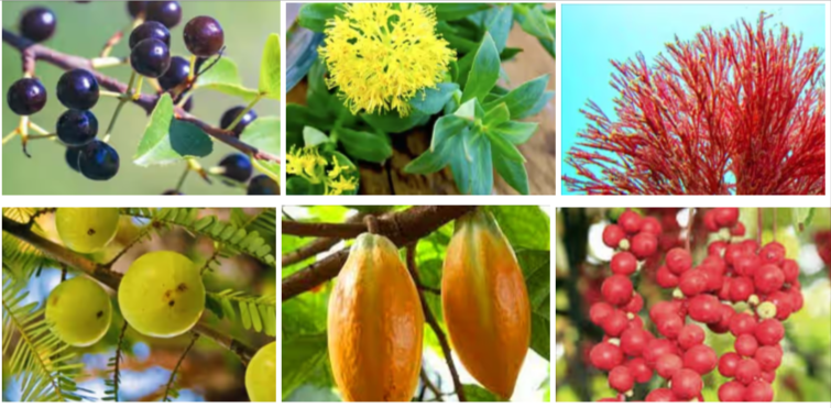 Mitolyn supplements Ingredients