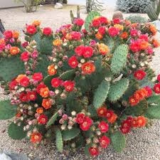 Opuntia Phaeacantha