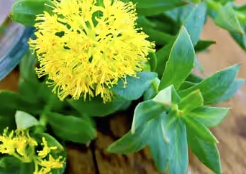 Rhodiola Rosea - Mitolyn