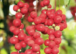 Schisandra Berry - Mitolyn