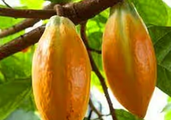 Theobroma Cacao - Mitolyn