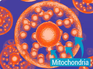 mitochondria - Mitolyn