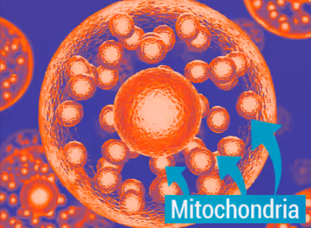 mitochondria
