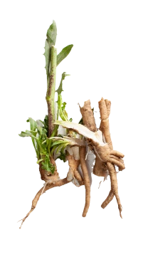 Chicory root