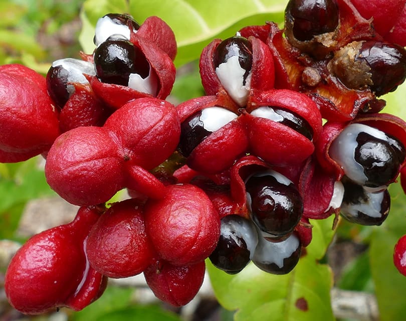 Guarana Seed Extract