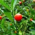 Indian Winter Cherry