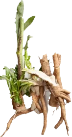 Chicory root