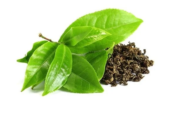 Green Tea Extract