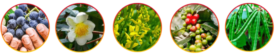 HepatoBurn Ingredients 1