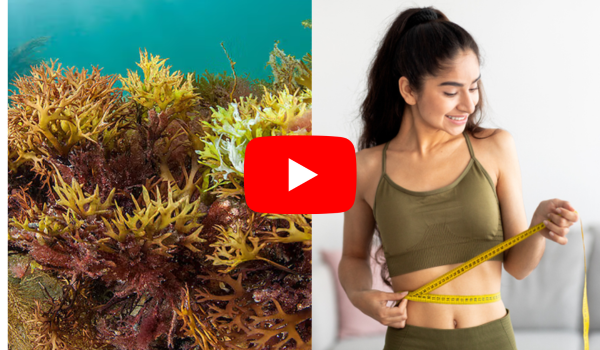 Sea Moss for Weight Loss