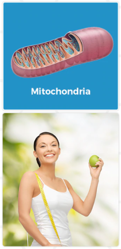 MitoLean Weight Loss Supplement